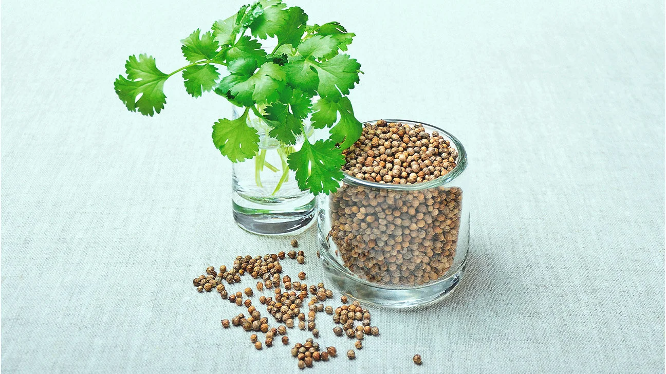 Coriander (Dhaniya)